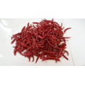 Organic Dry red chilli